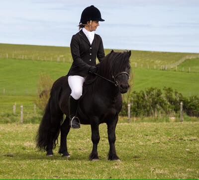 Hools Shetland Pony Stud - Miniature Stallions